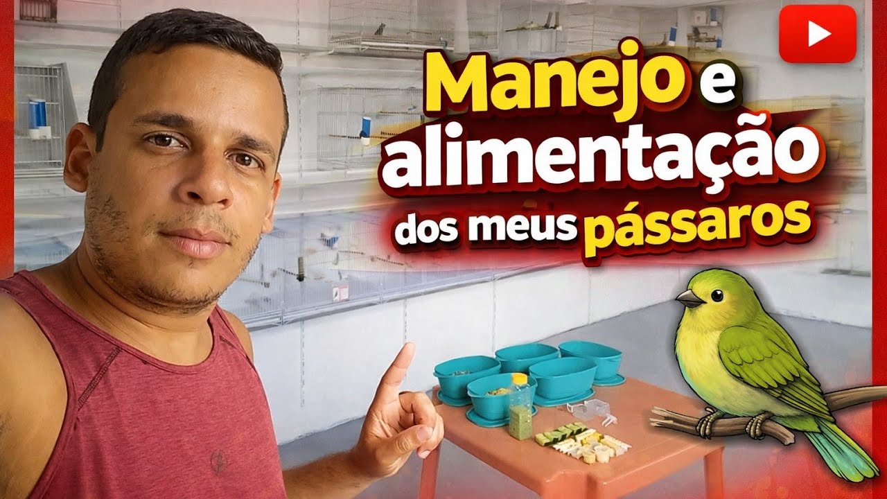 Alimentação e manejos dos meus pássaros. Azulões, tico-tico canários e bigodinho 
