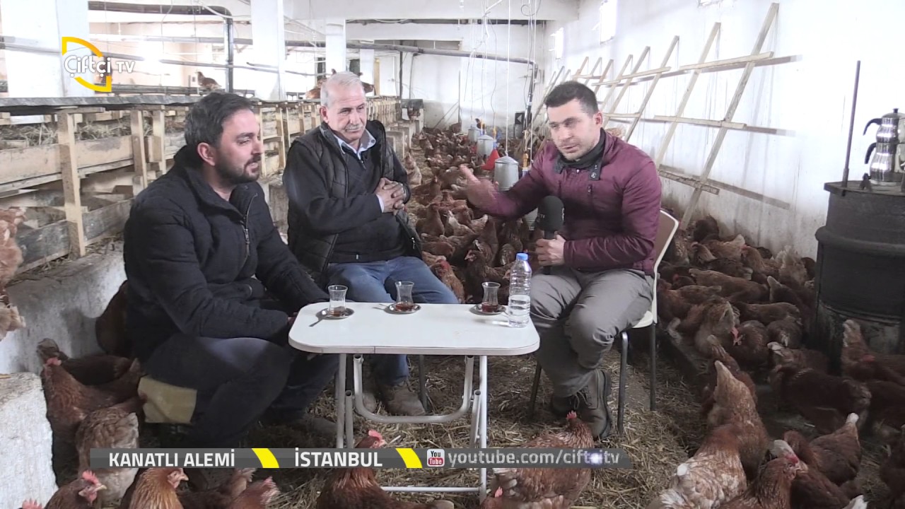 Kanatlı Alemi-Tavuk Yetiştiriciliğinde Maliyetler Nelerdir?