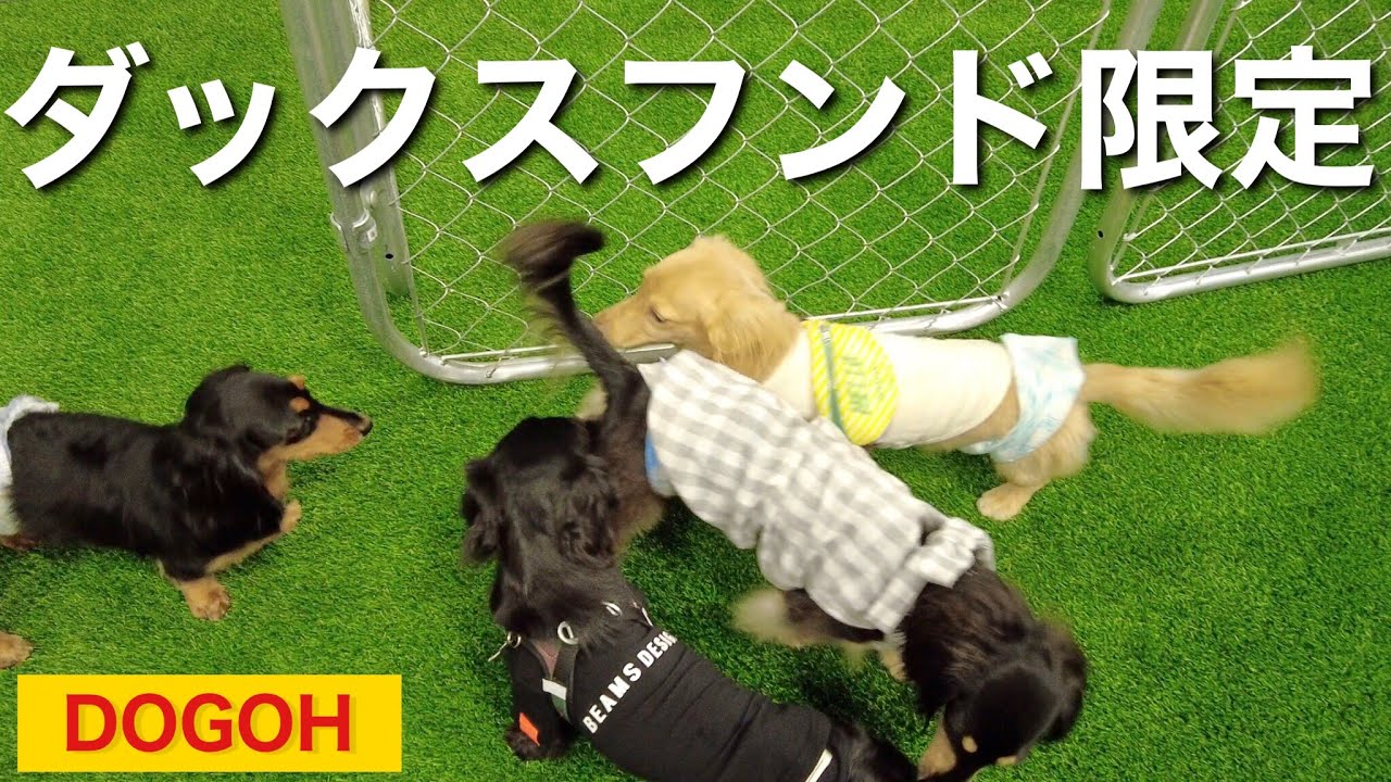 【ダックス王国】ダックスフンド限定の室内ドッグランに行ってきました