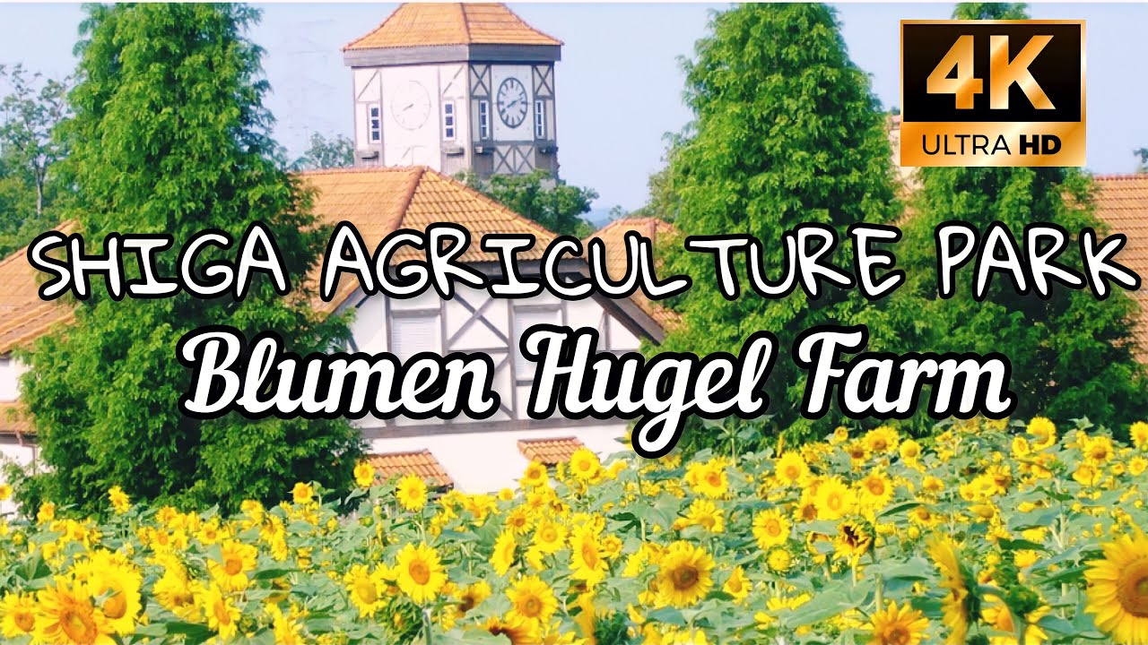 SHIGA BLUMEN HUGEL FARM GORGEOUS FLOWERS IN JAPAN | Shiga Agricultural Park Walk Tour 4K