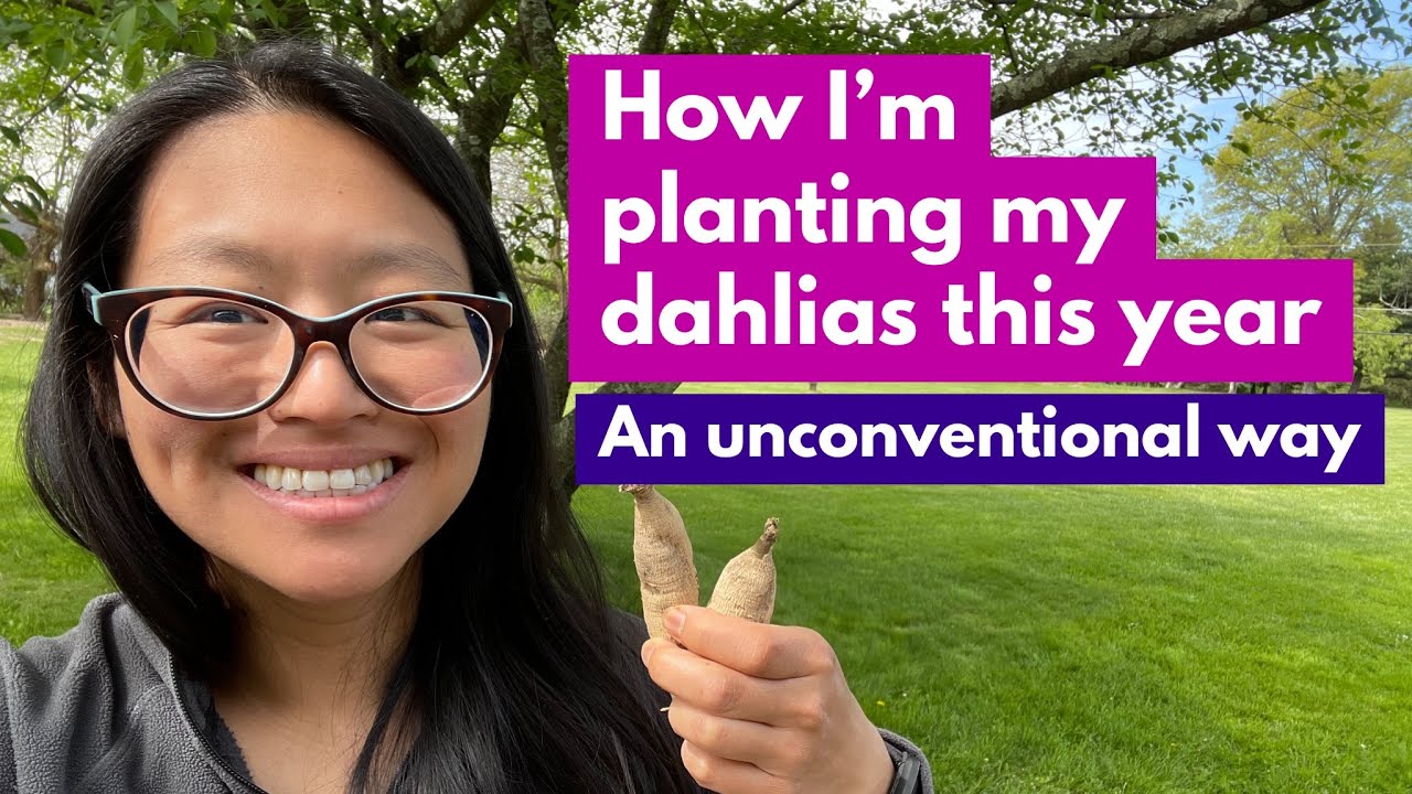 How I'm planting my dahlias this year: An unconventional way