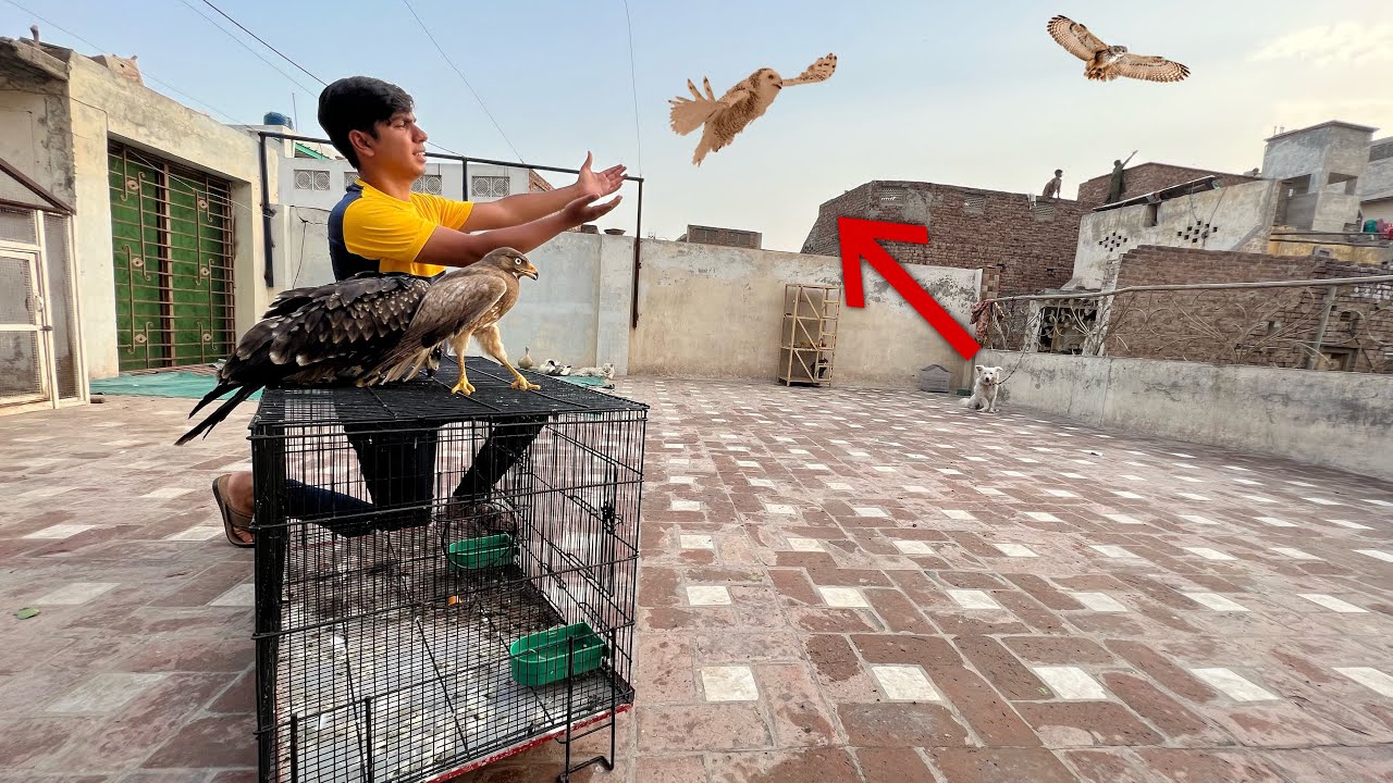 Finally Owl Or Eagles Ko Azad Kr Dia 😍