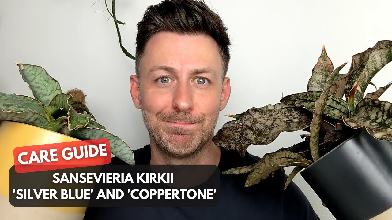 Silver Blue and Coppertone Snake Plant (Sansevieria kirkii) Care Guide and Growing Tips