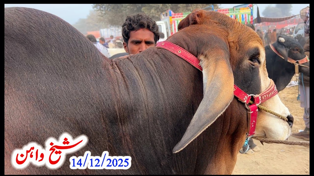 Обновленная информация о рынке коров в Шейхване на сегодня | #ПосещениеРынка