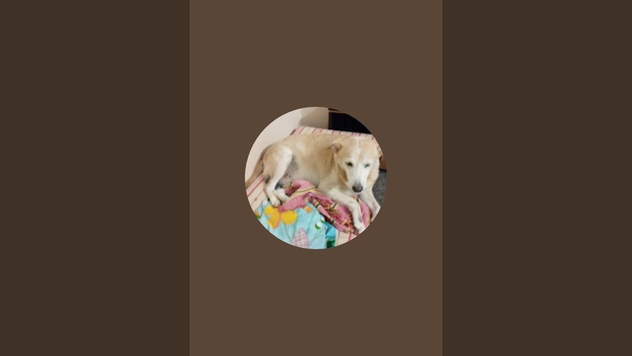 Pets lover is live