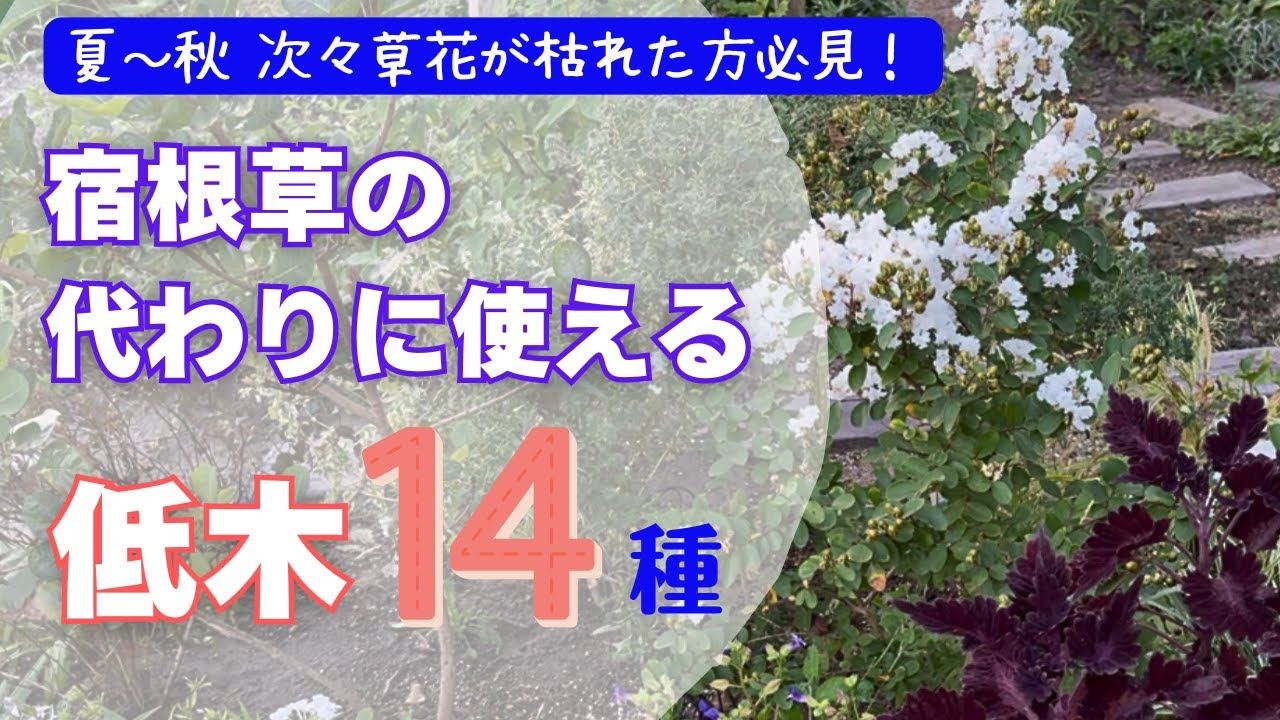 《人気の低木１年育てた結果》1年後リポート９種／新たにお迎えした低木５種／宿根草の代わりに使えるオシャレで丈夫な低木／人気の矮性品種》