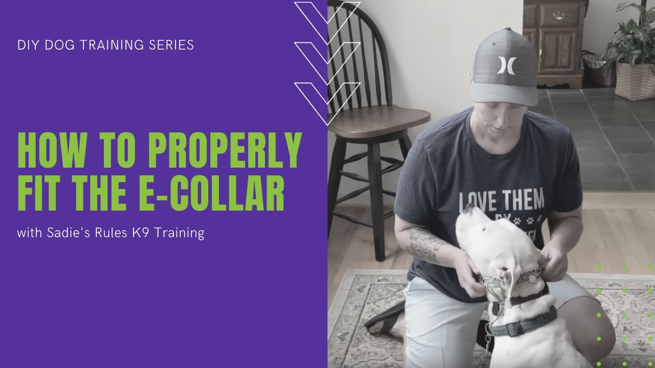 How to Properly Fit the E-collar