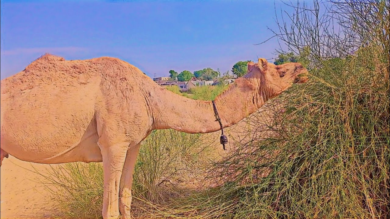 My 4th vlog goat Sheep and Camel 🐪🐪 Desert animals life in my village 