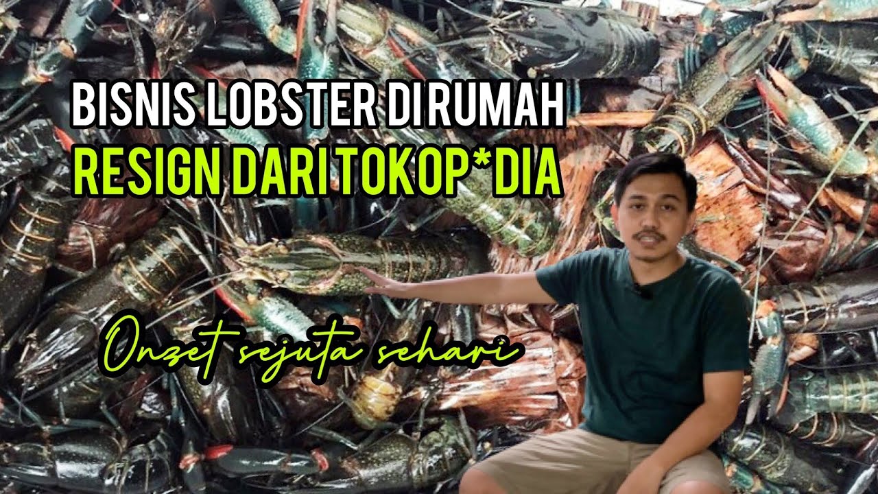 Bisnis dan Budidaya Lobster Air Tawar red claw Di Rumah | Bisnis Tani omzet sejuta seminggu