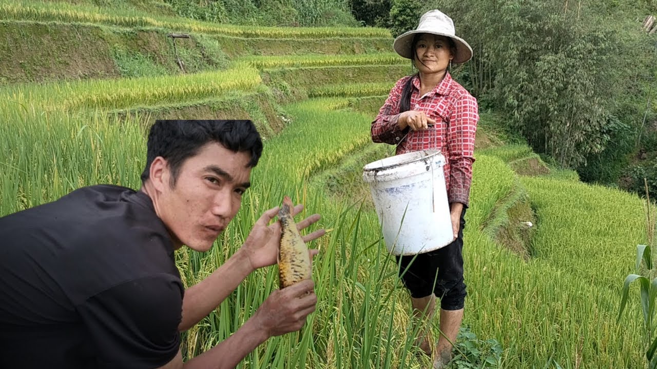 Catching Fish in Rice Fields | Authentic Village Farming Life in Vietnam @TranquilDayswithQuyen