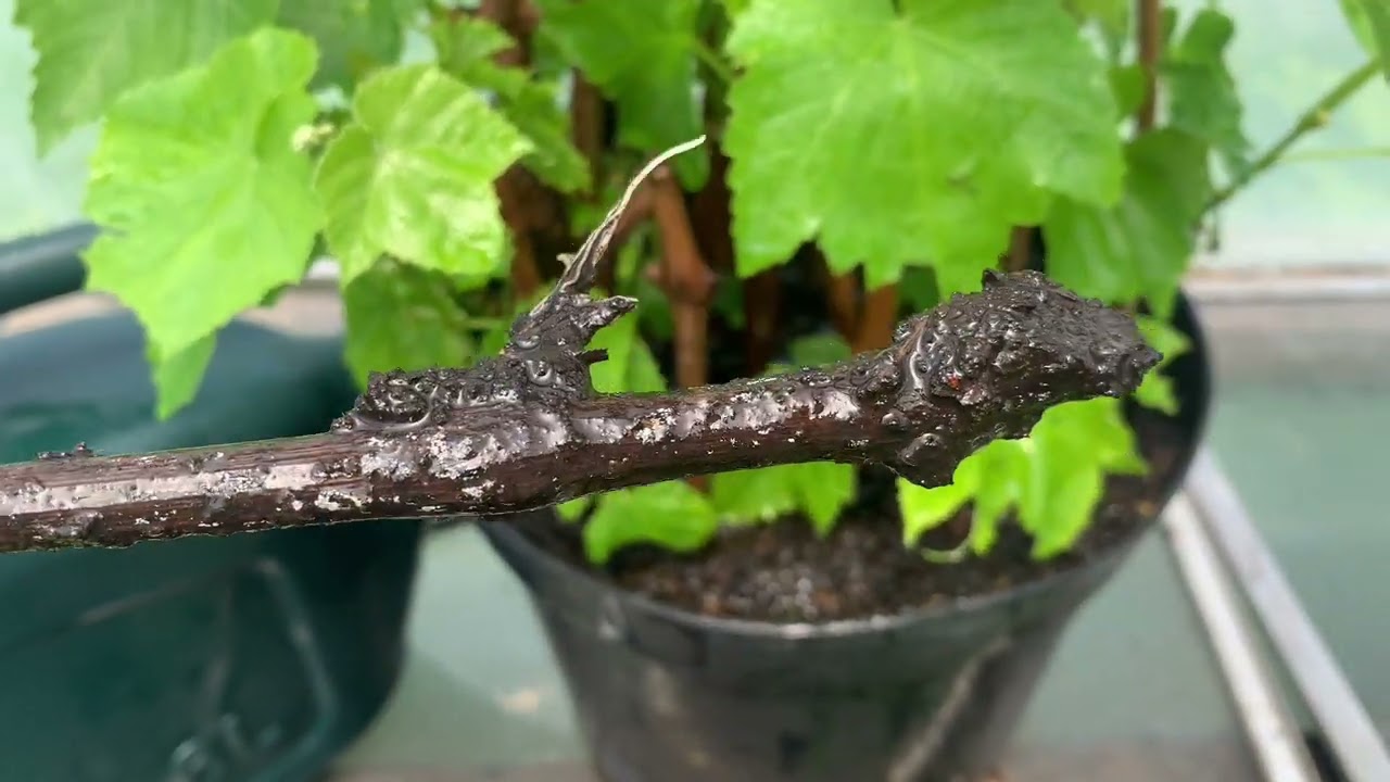 How to grow large bunches of grapes | Reuse grape vine cuttings | UK