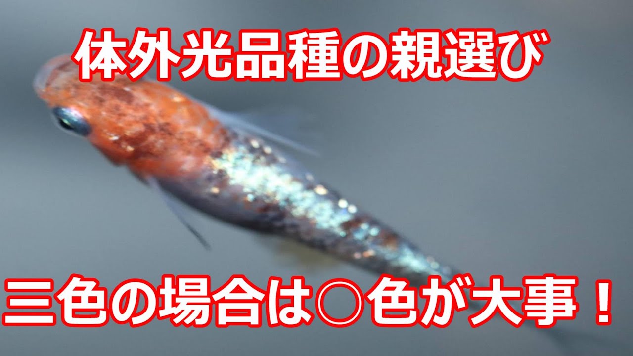 綺麗な三色体外光メダカの作り方！ポイントは○色！？