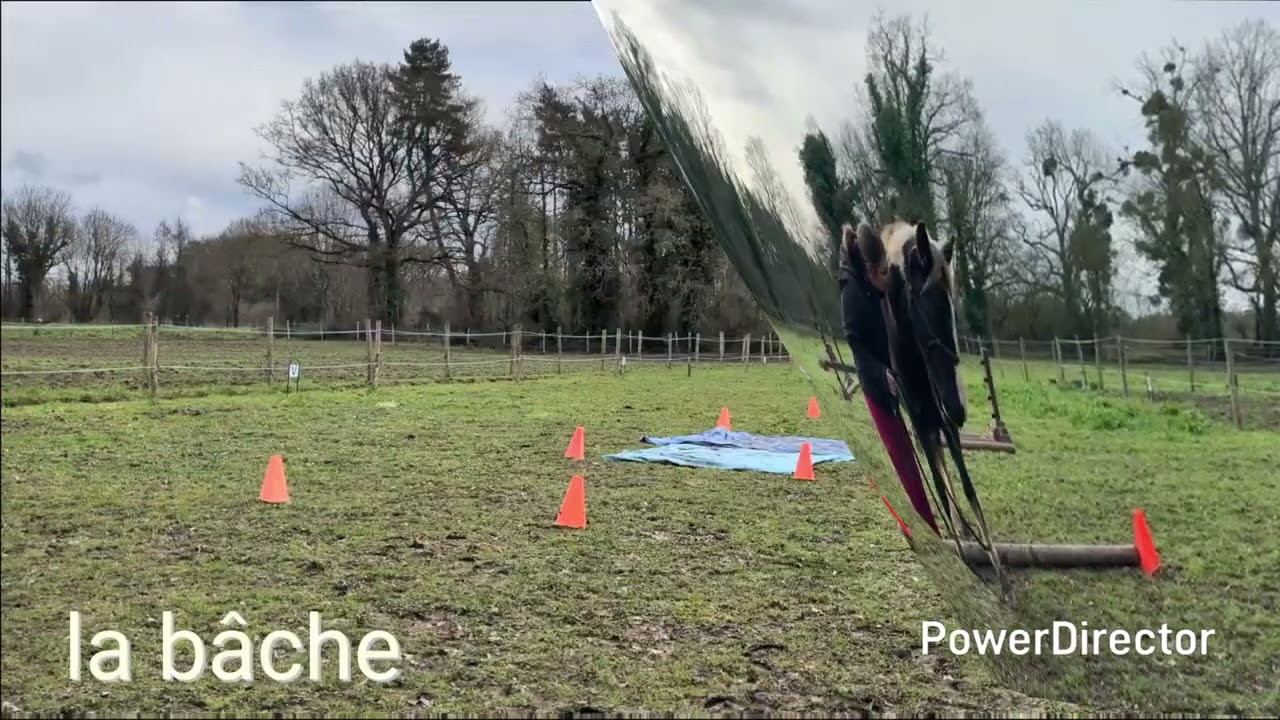 Equifeel 2026. Club Poulain manche 2