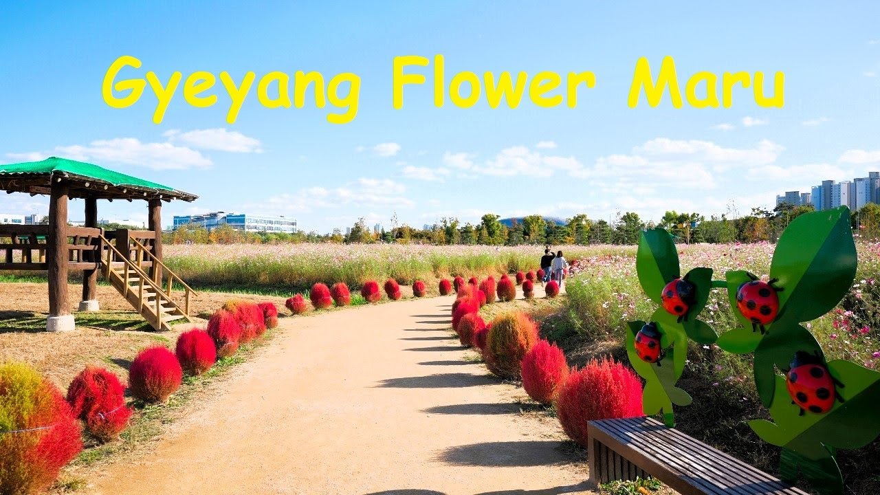 Viewing Gyeyang Flower Maru Cosmos | Incheon Korea 4K HDR