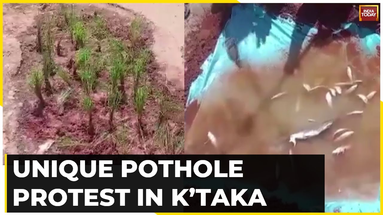 Pothole Protest: Sapling Planted,  Fish Released In Water Filled Potholes In Karnataka