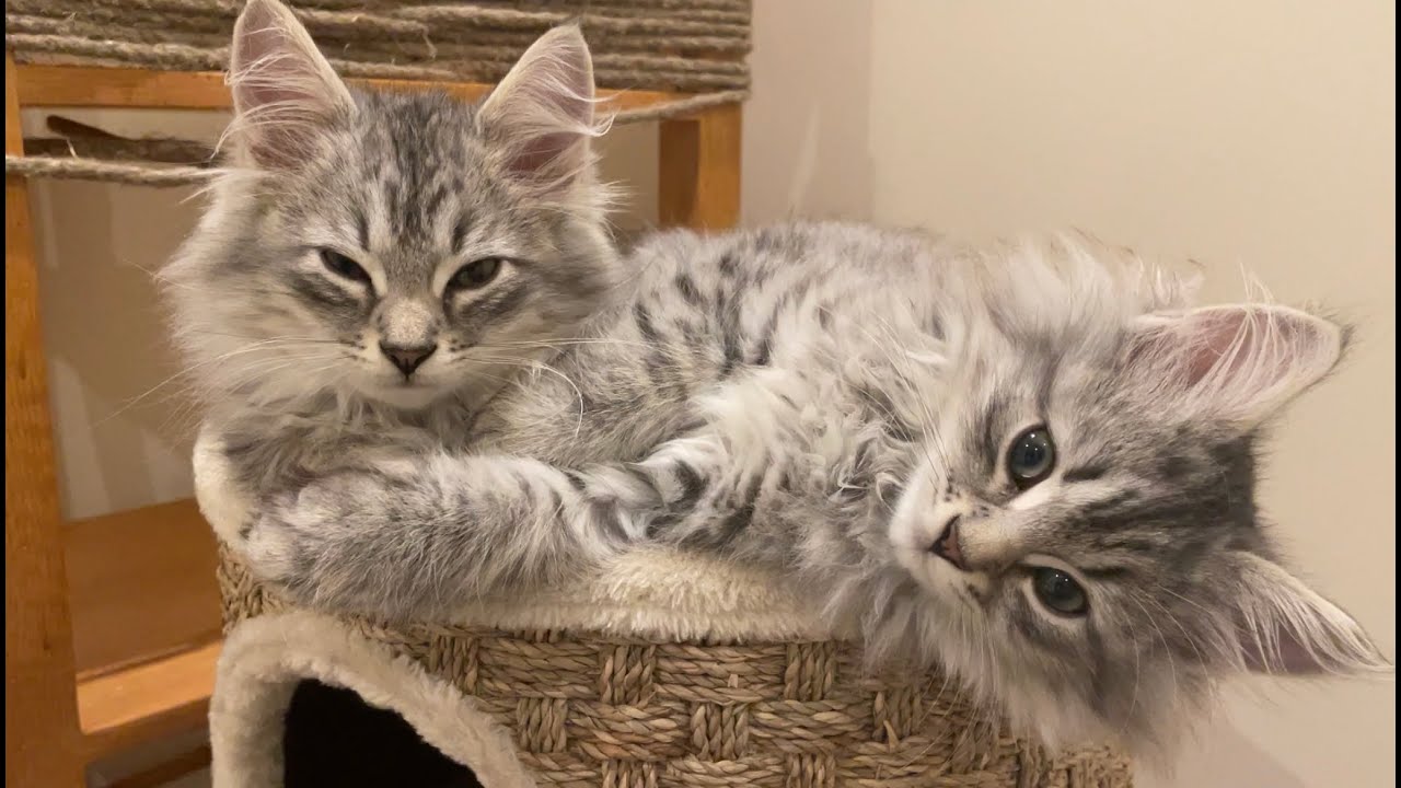 Two silver Siberian forest kittens on their first night home