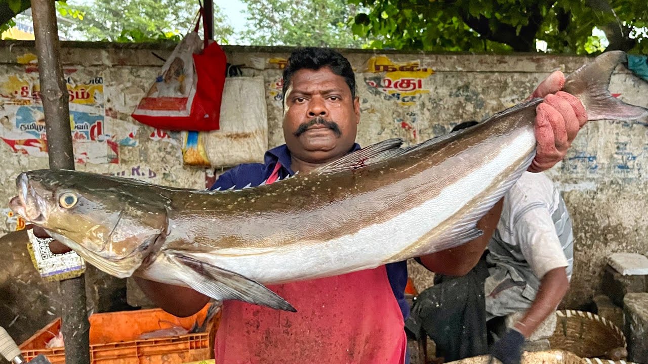 KASIMEDU SPEED SELVAM | BIG COBIA FISH CUTTING VIDEO | 4K VIDEO | KM FISH CUTTING 
