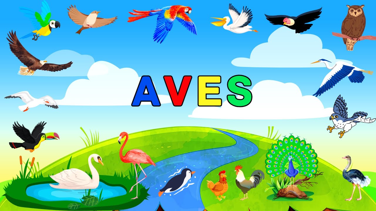LAS AVES PARA NIÑOS CON SONIDOS | VIDEOS EDUCATIVOS PARA NIÑOS | Aves que no conocías | MiauKids