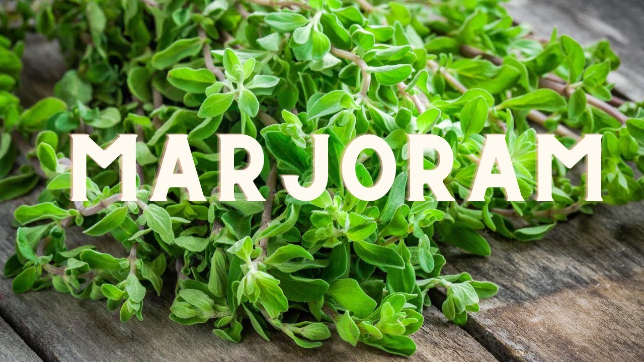 Medicinal Properties of: Marjoram