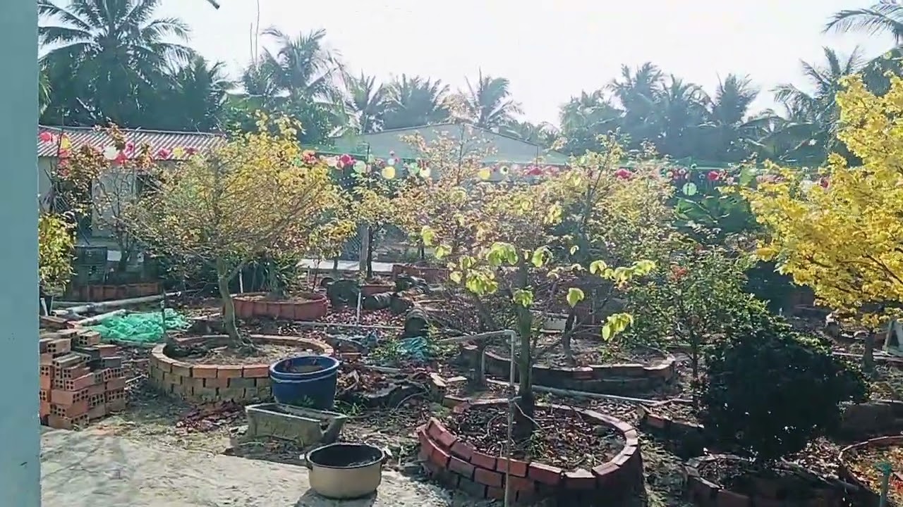 Mai nở mùng Ba Tết 