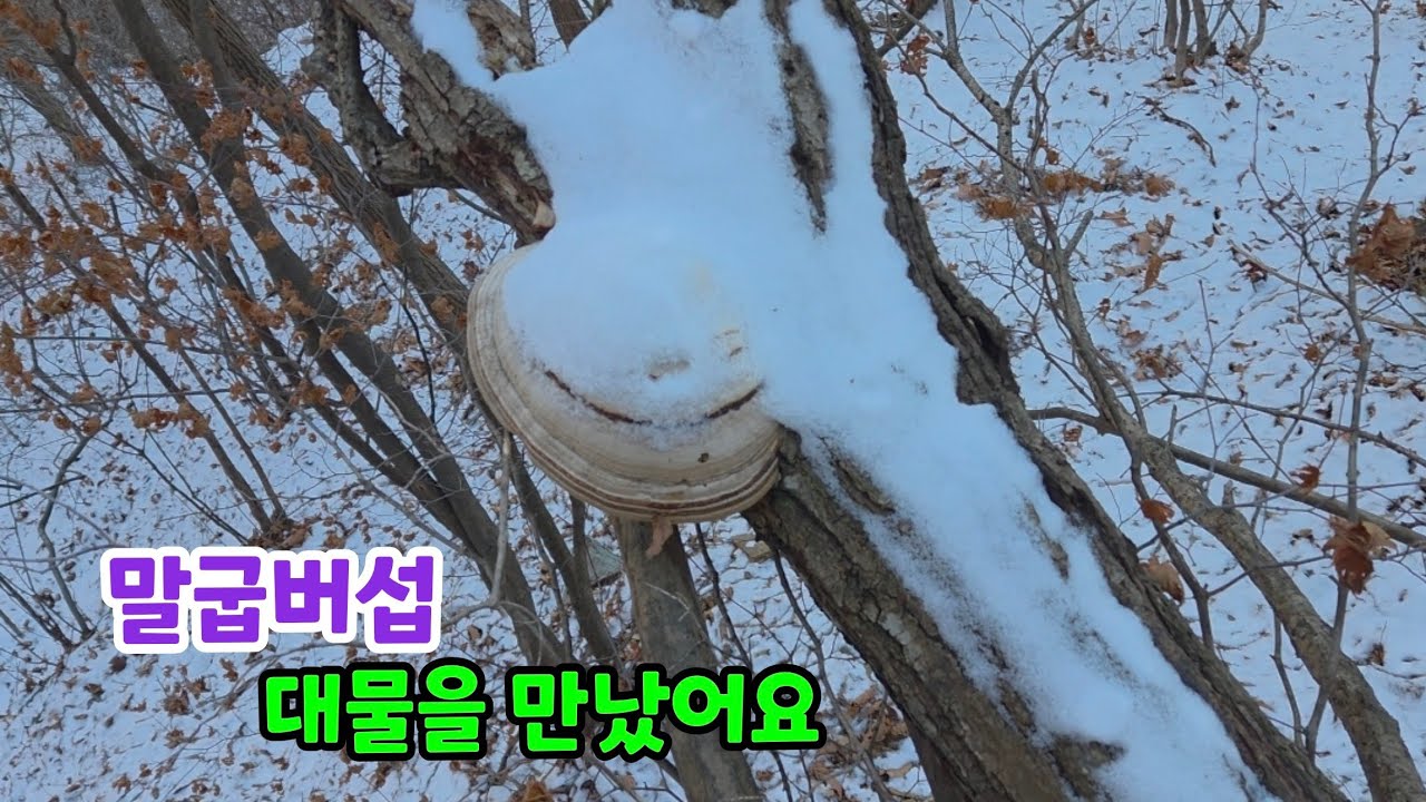 눈 쌓인 고산 산행 중… 말굽버섯 대물 발견했습니다❄️🍄
