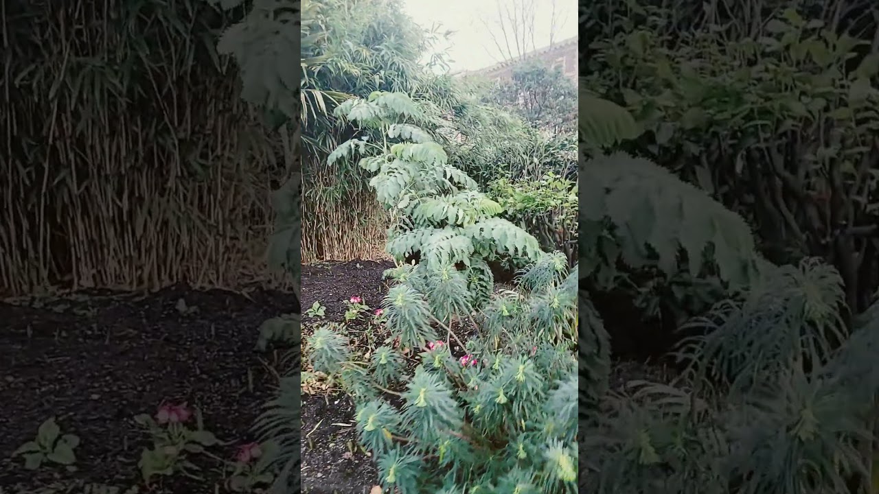Канадский город с пальмами 🌴 и тропической флорой 👍 зимой
