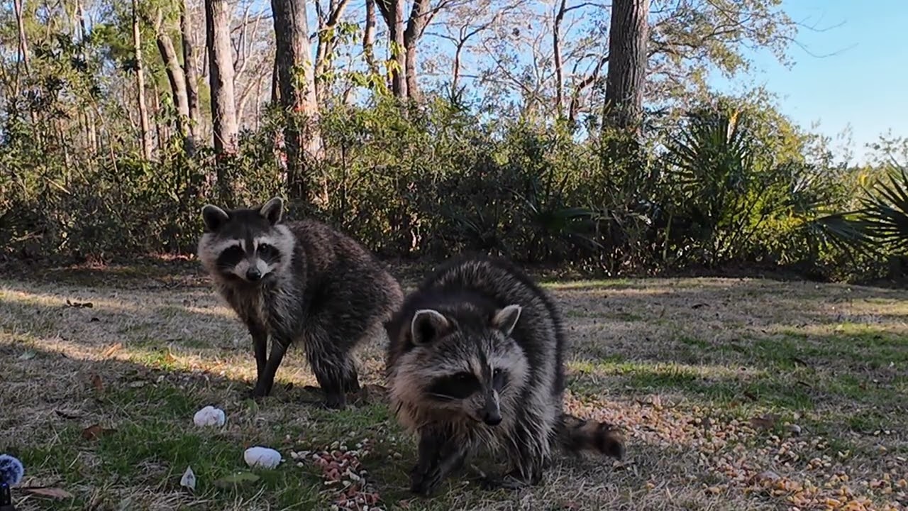 Adventures in the Yard