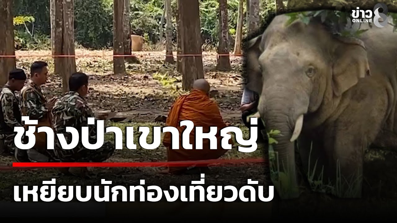 ช้างป่างวงฟาด เหยียบนักท่องเที่ยวดับ | 3 ก.พ. 69 | คุยข่าวเช้าช่อง8