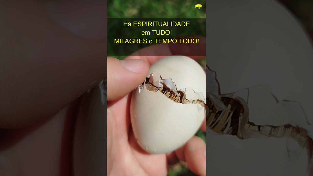 O MILAGRE da VIDA - Onde H&Aacute; ESPIRITUALIDADE em TUDO!