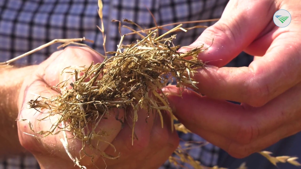 Boeren overleven droogte op eigen manier