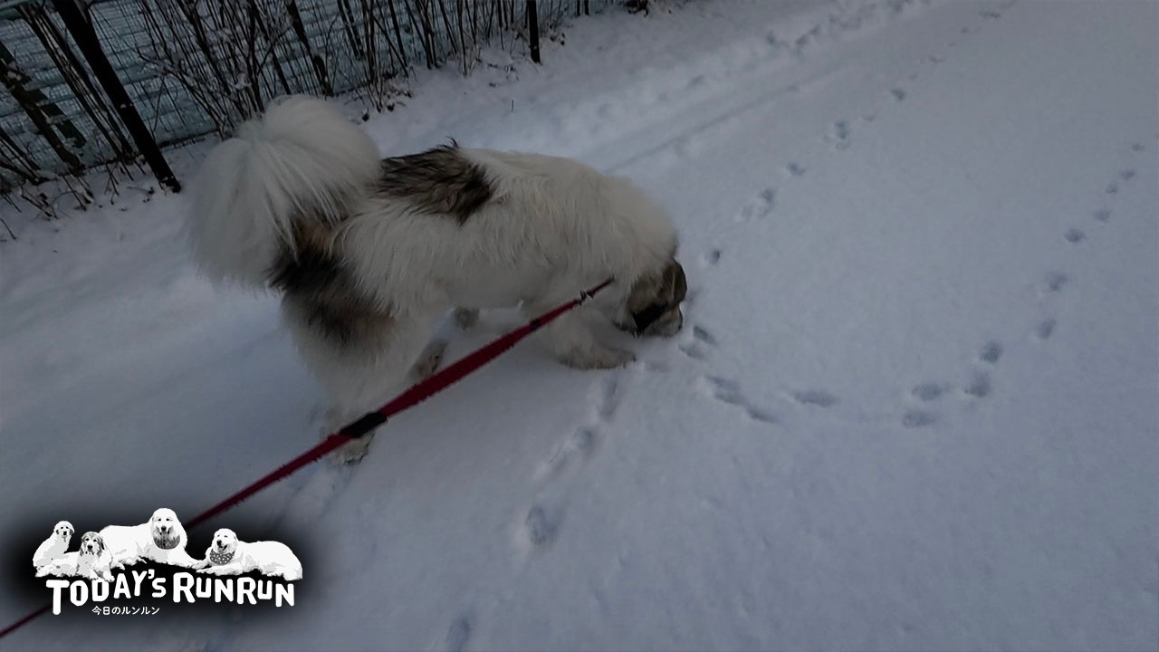 野生動物の足跡が気になって散歩どころではないベルです　Great Pyrenees　グレートピレニーズ