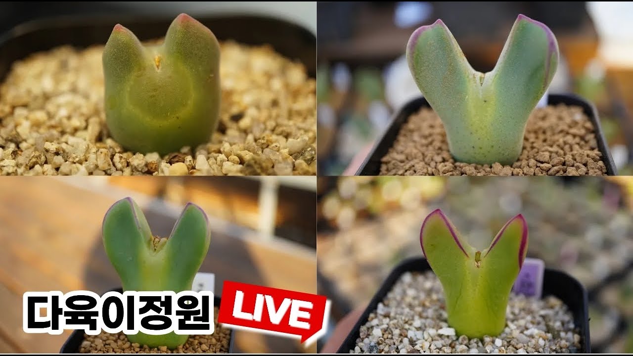 2026.1.22 다육이정원 출장방송 엑스플랜트 동시송출