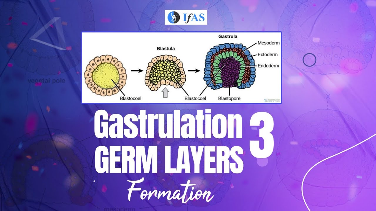 GASTRULATION 3 GERM LAYERS FORMATION I  CSIR2023 I GATE I DBTI