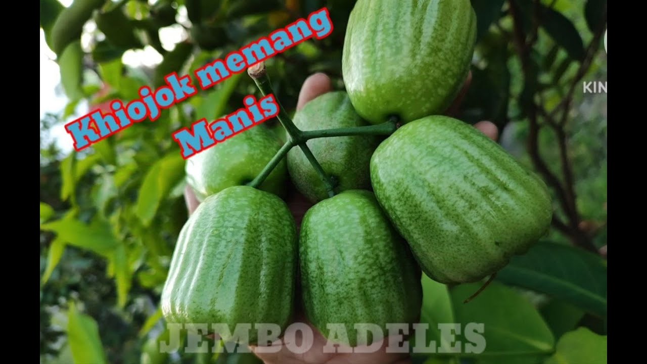 Ciri khas jambu air kiojok yang manis