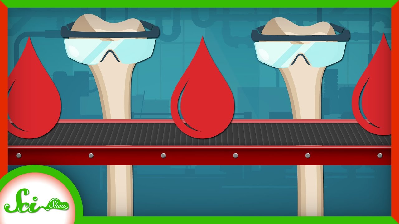Why Do Our Bones Make Our Blood?