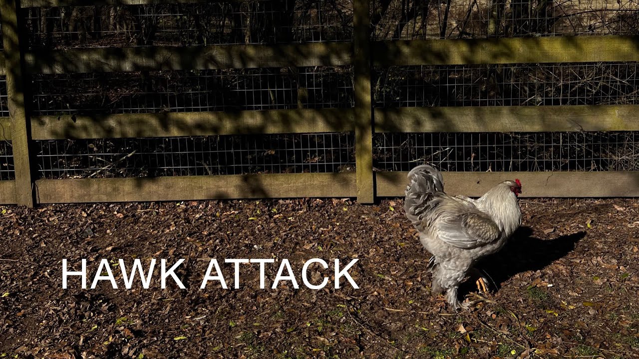HAWK ATTACK | Our Brahma rooster {Gus} saved our chickens!