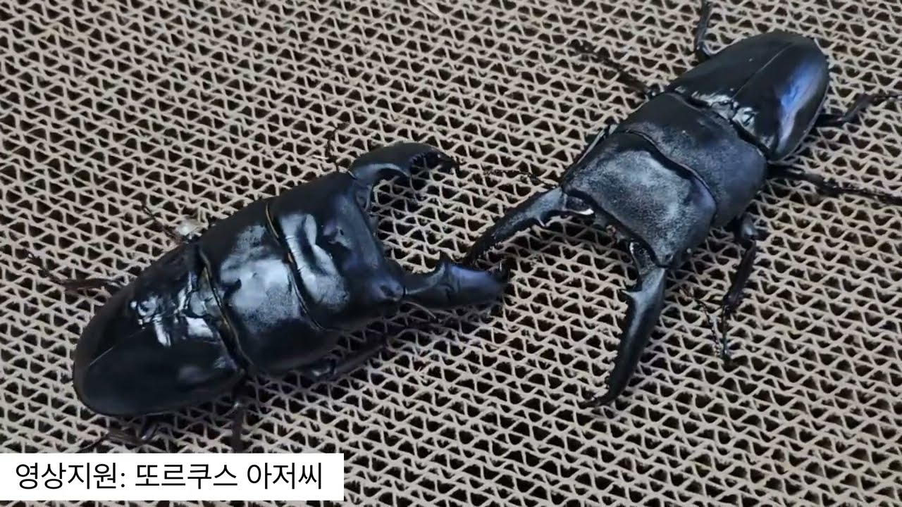 북부 타이타누스(아체) vs 팔라완 넓적사슴벌레 투곤/ Dorcus titanus yasuokai vs Dorcus titanus palawanicus insect fighting