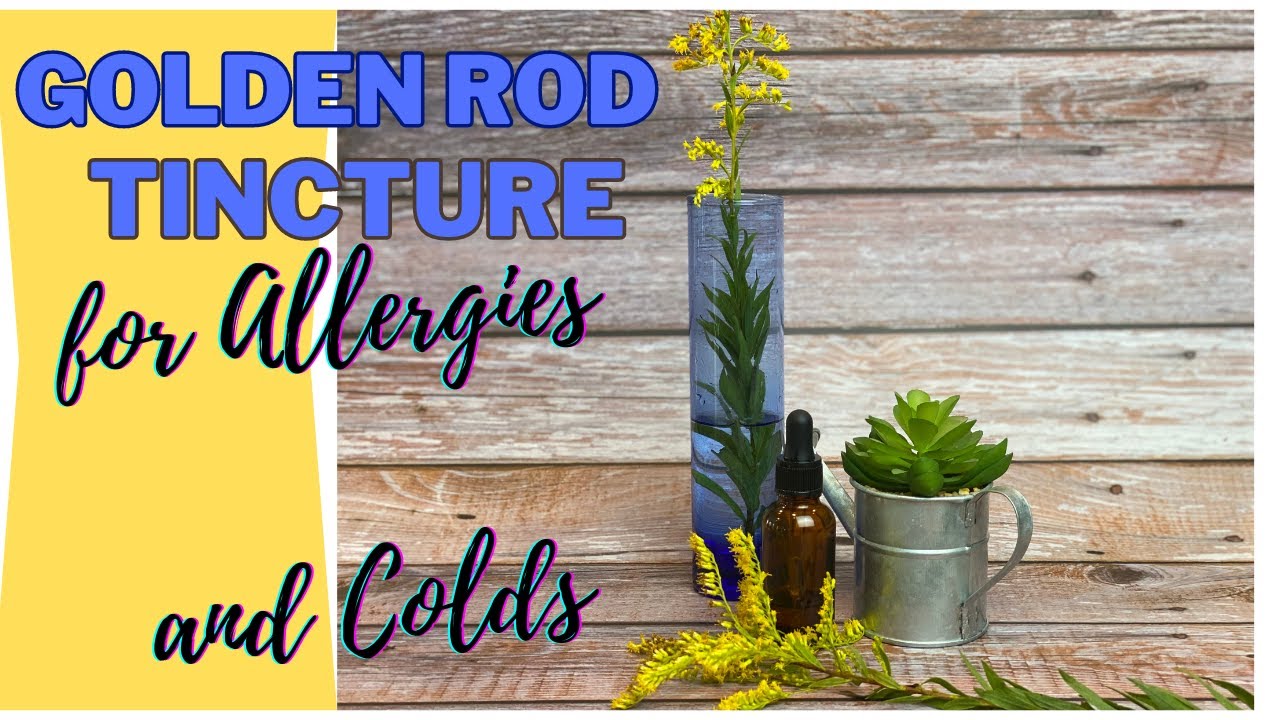 Goldenrod Tincture for Allergies and Colds!