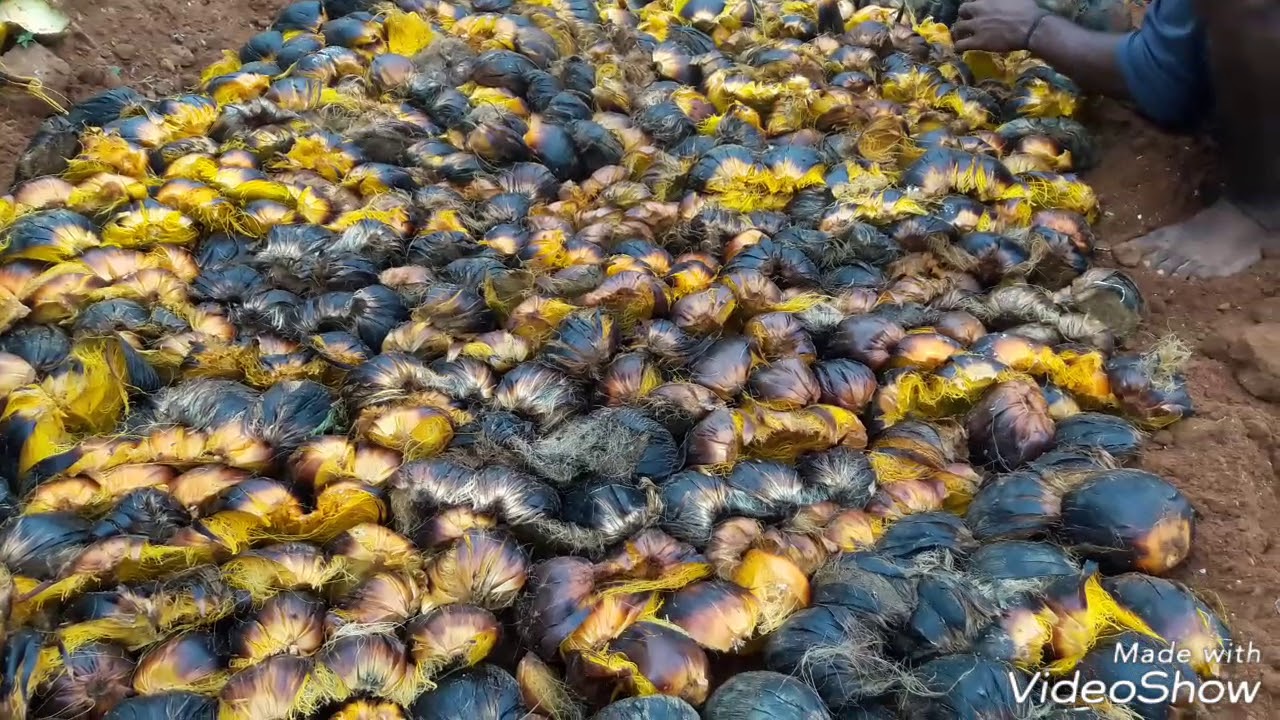 பனங்கிழங்கு உருவாக்கும் முறை