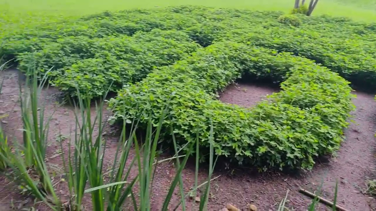 Parque vila lobos,Depois de algum tempo sem postar vídeo,voltando e mostrando serviços do dia a dia
