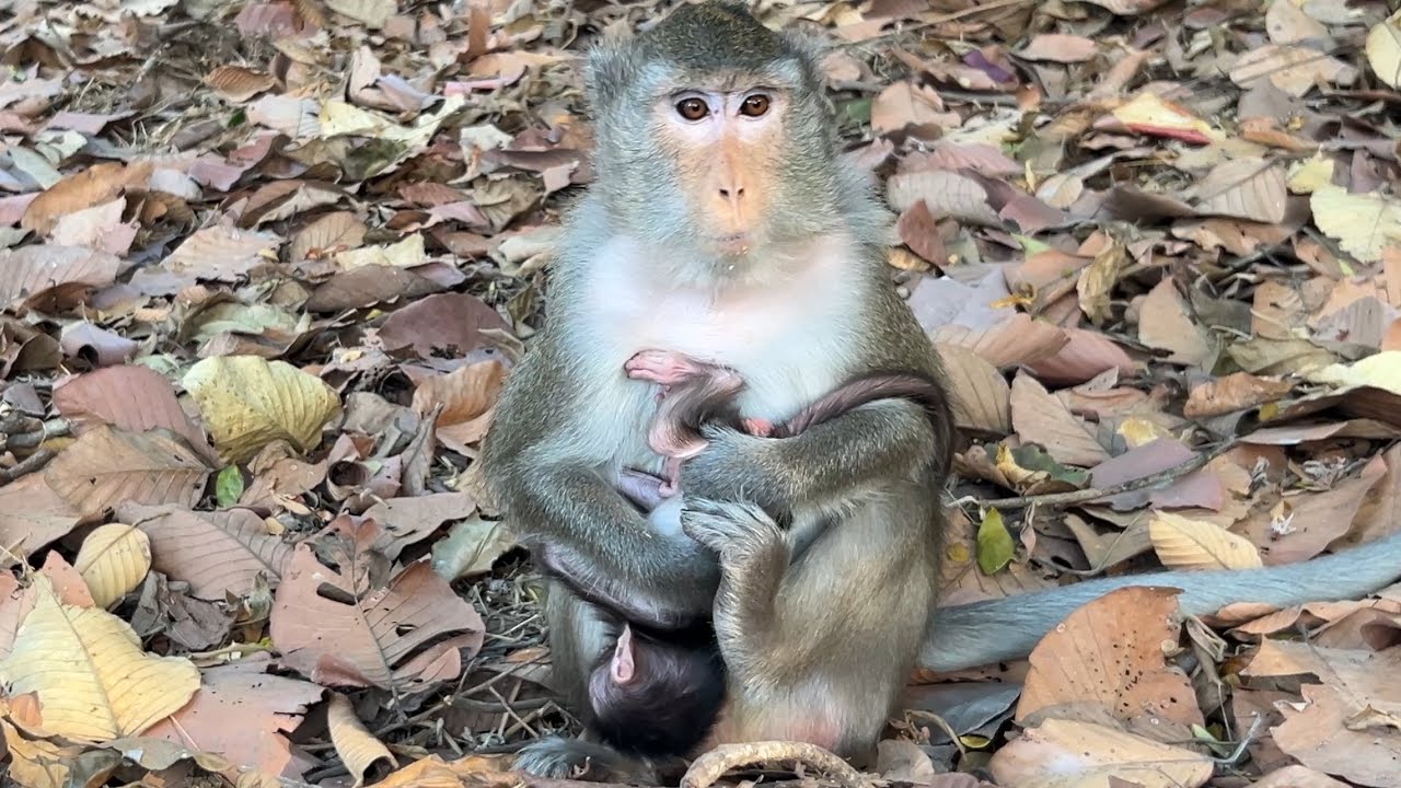 The beautiful mom educated her newborn AMINA sweetly @LaBuBuMonkeysTV855 