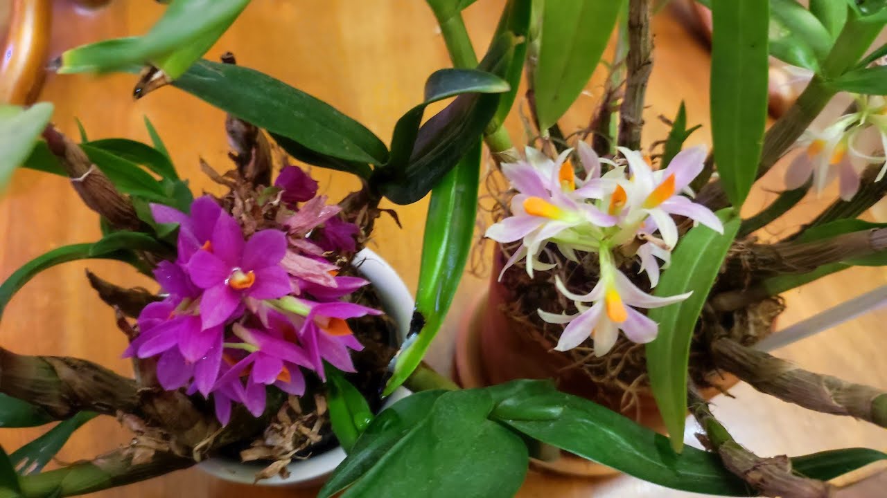 Dendrobium bracteosum, Dendrobium Hibiki - Dec. 2024