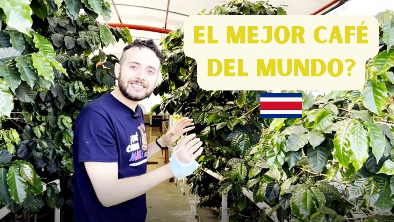 Así se hace EL CAFÉ de Costa Rica
