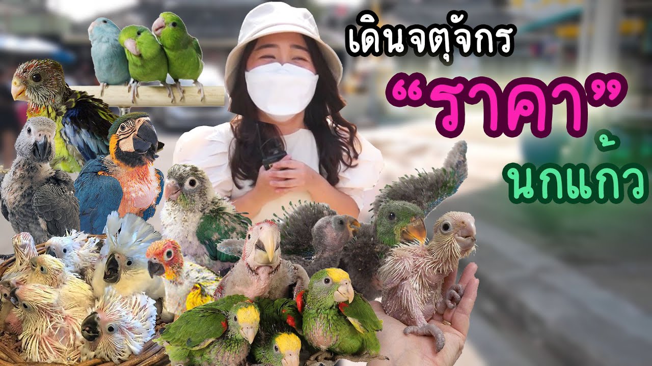 พาเดินตลาดจตุจักร เช็คราคานกแก้ว EP.268