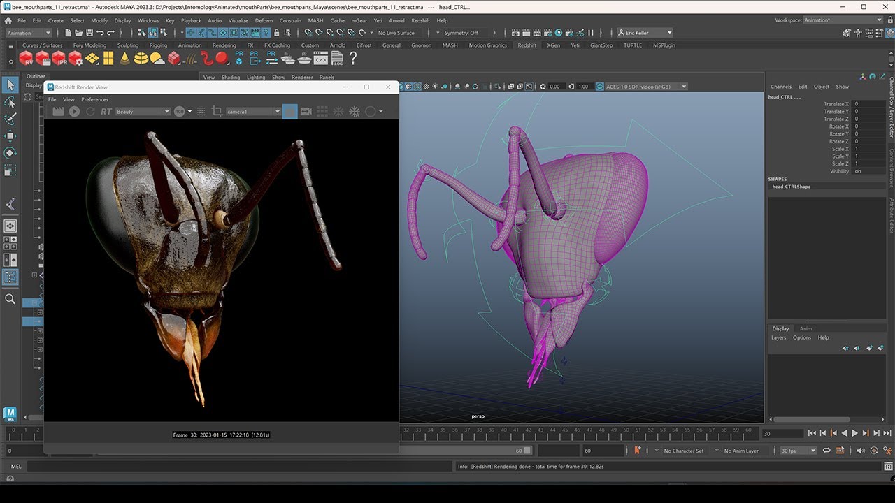 Overview of Honey Bee Mouth Part Anatomy Part 2