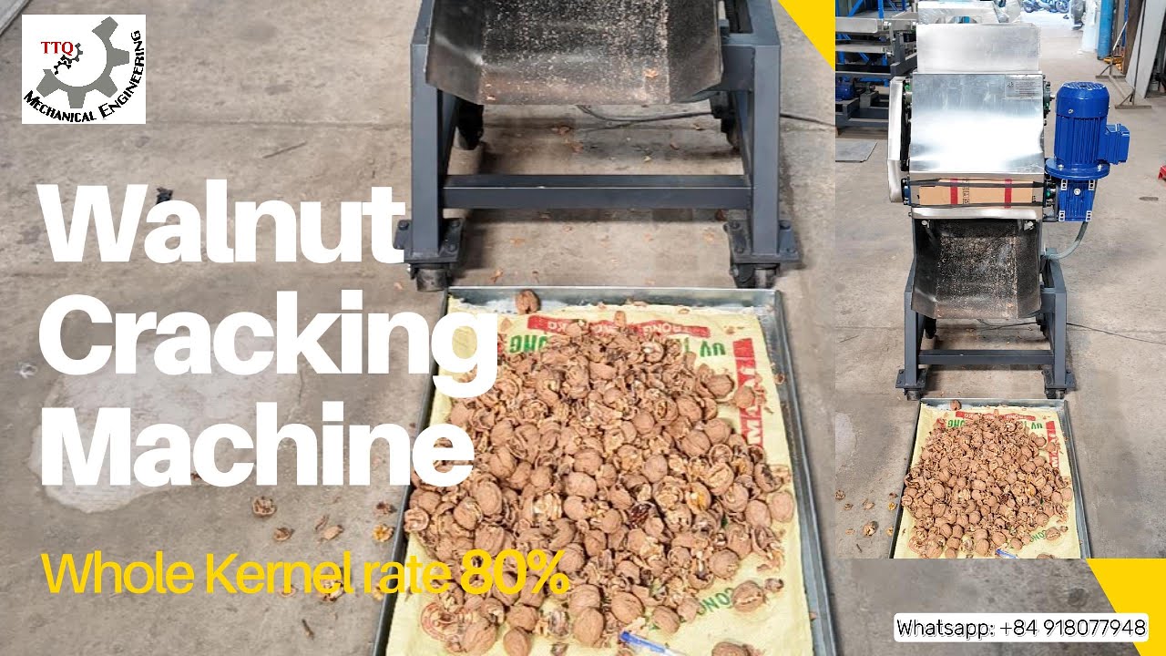 Walnut Cracking Machine 6 Head – High Whole Kernel Rate 80% | TTQ Vietnam Machines