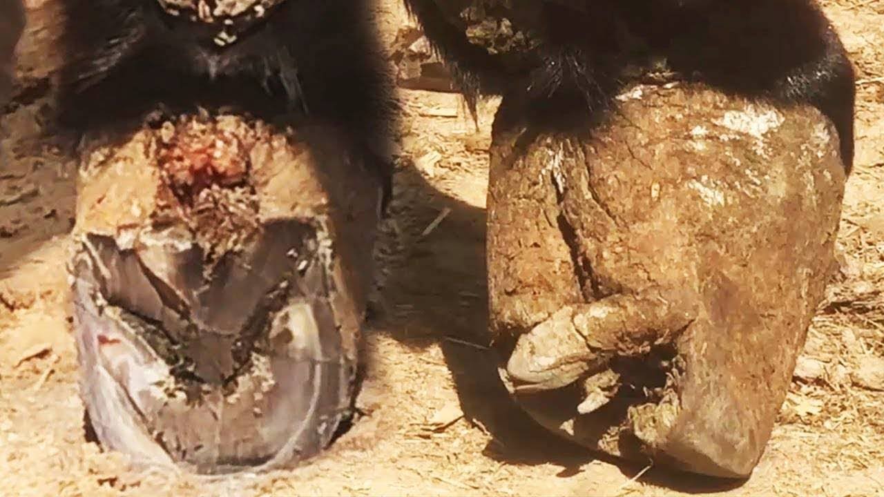 Helping forgotten donkeys regain their mobility | ASMR | Donkey hoof cutting sound