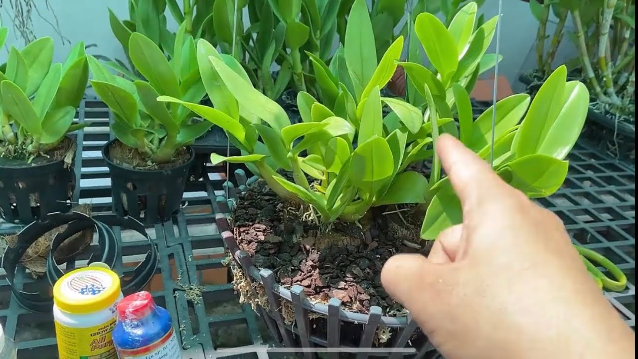 Cách Trồng Lan Dendro Mới Mua Trên Mạng Về Cực Kì Dễ Dàng !!!!!