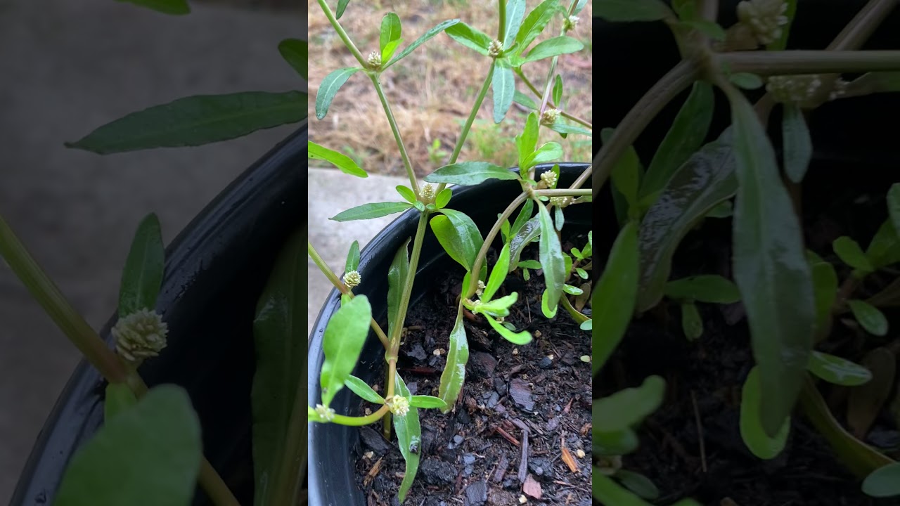 Difference between Ponnaganti, alligator weed and Guntagalaraku