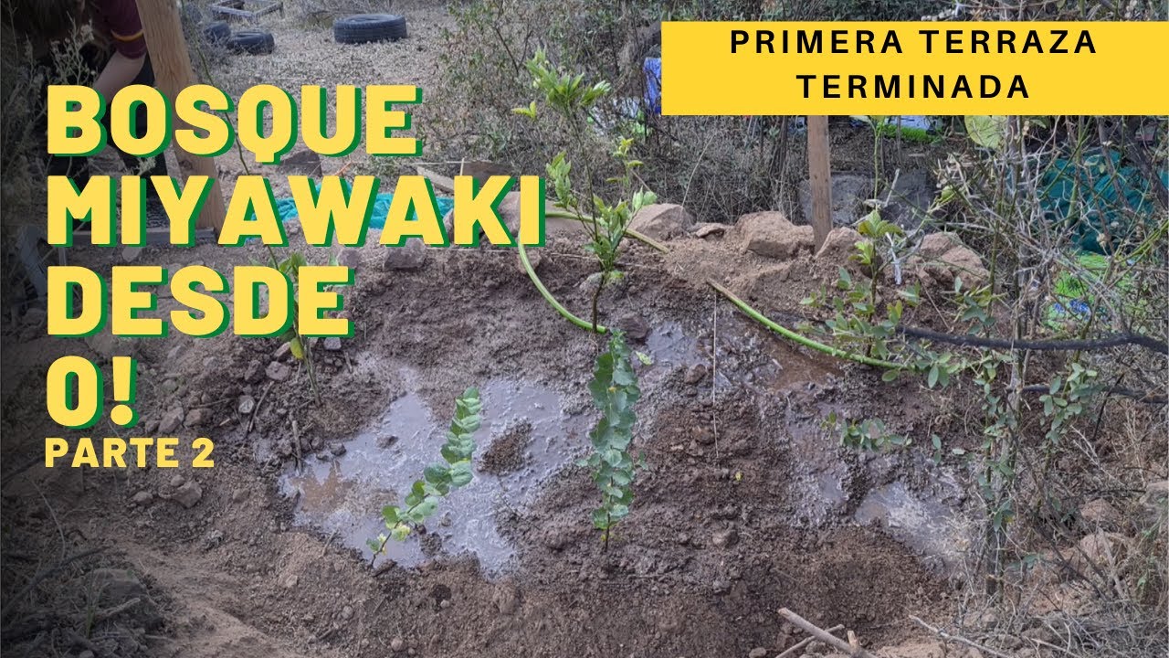 🌳 Mi BOSQUE MIYAWAKI #2: PLANTAR nativos en TERRAZAS 🌱 PROYECTO SUSTENTABLE ÑAMKU
